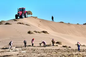 甘肃临泽：织网压沙图片