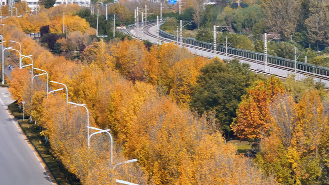 快来打卡！菏泽藏了一条“金色隧道”