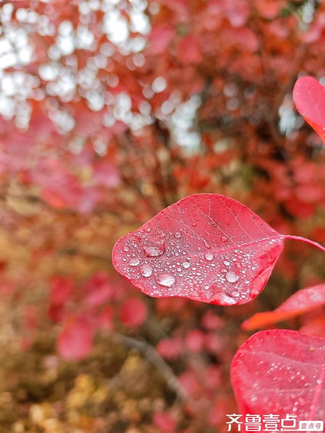 立冬首周末雨润章丘：红山翠谷赏红叶，仙境啊～