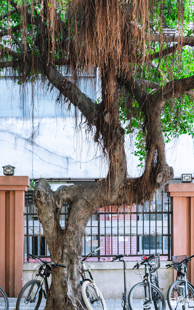 一条荔园路，多少蛇口人的前半生