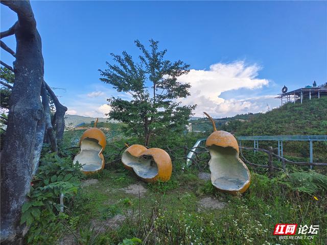 高清湖南丨花海与云海，隆回龙瑶幽谷的双重浪漫