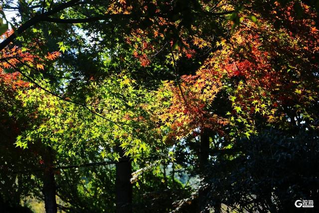 无需远行，来青岛这里尽享斑斓美景