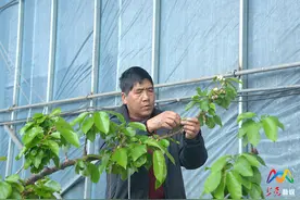长治上党区：温室大棚农事忙图片