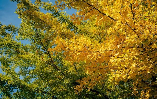 别再问了！洛阳秋色天花板，就藏在这里→