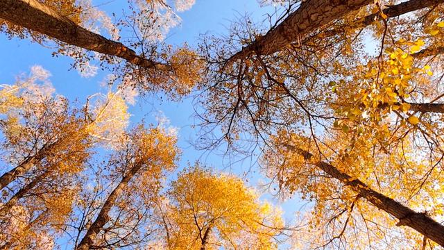 【省媒看永昌】新甘肃 |一眼沦陷 永昌的秋天美到挪不开眼