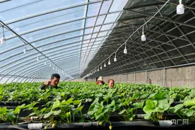 库尔勒市高架草莓进入盛花期图片