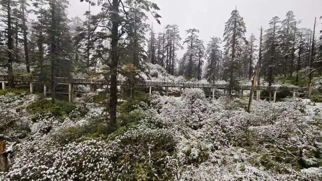 真的下雪啦！瓦屋山初雪突降！彩林+初雪的绝美同框，免门票就能看见！
