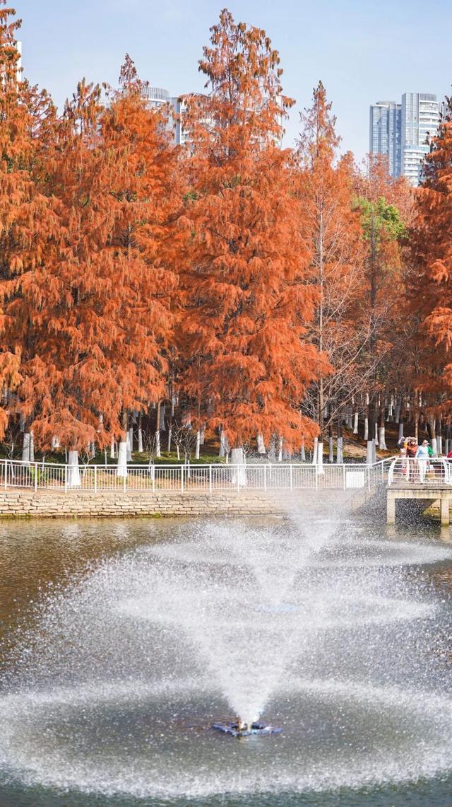 红杉秘境、白鸟起舞，武昌这座公园全都有