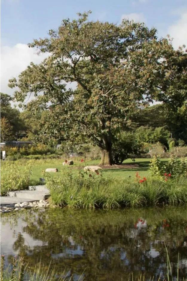 横琴超大新公园要来，有瀑布、环湖步道