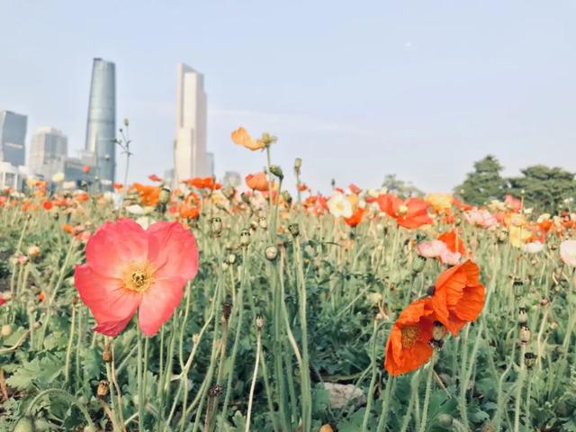 不落幕的音乐岛！二沙岛音乐狂欢，火热来袭→