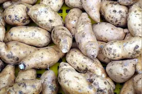 长黑斑的红薯有毒？变质？还能吃吗？图片