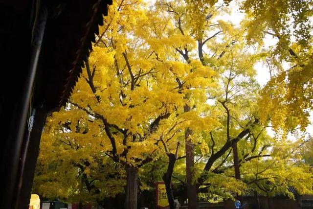 央视报道!就是现在!最佳赏叶期!还有玩法大升级……
