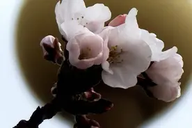 抢鲜看！“樱花大道”第一波！图片