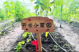 共享菜园收益AB面图片