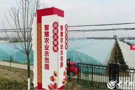 菏泽安顿庄草莓智慧农业示范园：相约“莓”好时光 等你“摘”取甜蜜图片