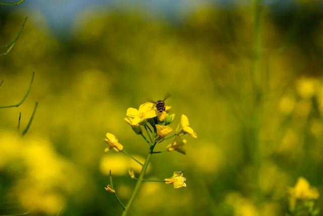 三水大片油菜花海超美超出片！免费赏
