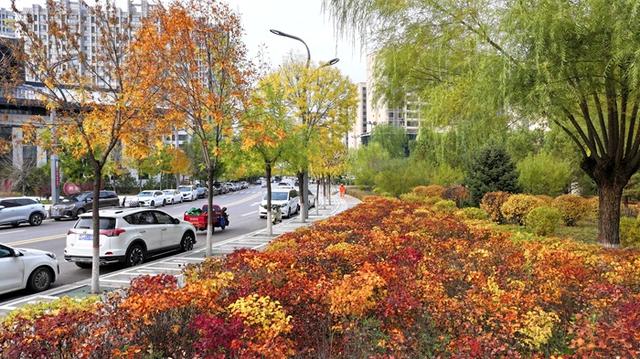 神木滨河新区秋色如画 邂逅诗意生态美景