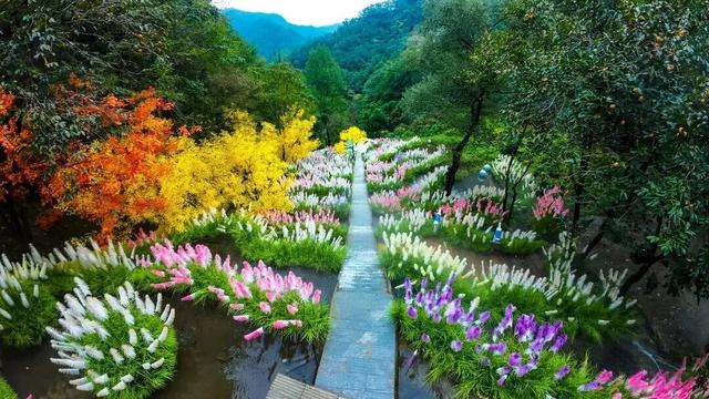 待天晴，看洛阳漫山姹紫嫣红→