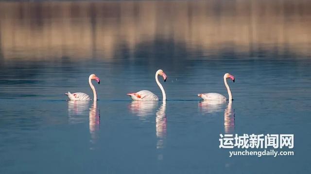 运城九大观鸟胜地邀你共赴冬日童话～