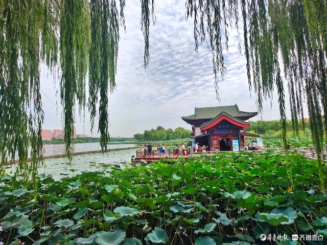 明湖垂柳曼妙多姿，游人如织景致如画
