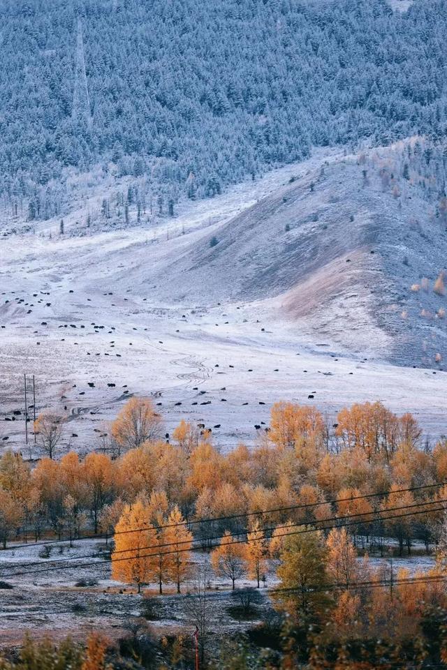 今日多地下雪！冰雪世界的川西正式上线
