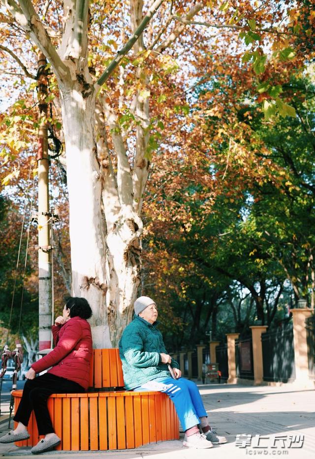 长沙“最美梧桐路”添便民观景座 坐看横塘残月梧桐洒金