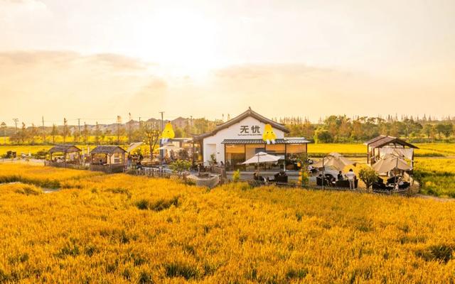 黄金稻田、绝美窗景！这个免费的爆款机位，定格上海最美秋天→