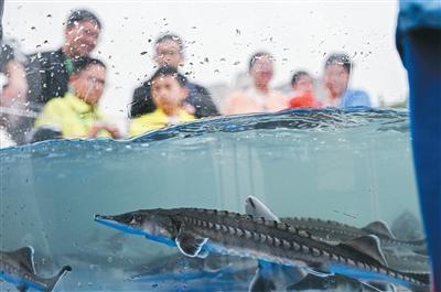 追 鲟（下）（人与生物圈）