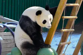 辽宁沈阳：大熊猫雪后小憩图片
