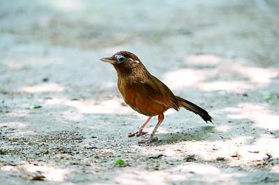 蒙顶观沧海 岱崮耀齐鲁