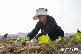 望城茶亭抢抓秋冬栽种时，绘就万亩花海“丰景”图片