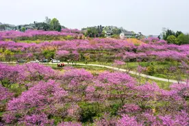 接下来这半个多月，这些地方会很美！图片