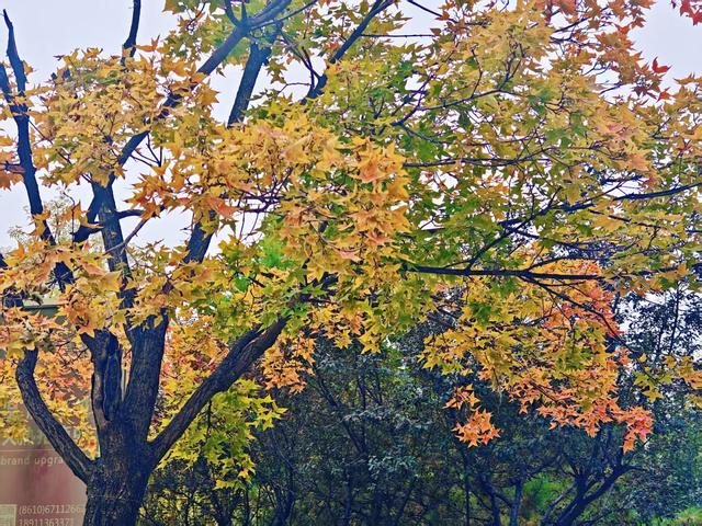 秋日清晨的北京，色彩饱和度拉满！