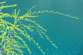 诗画鹤峰：青青河边柳图片