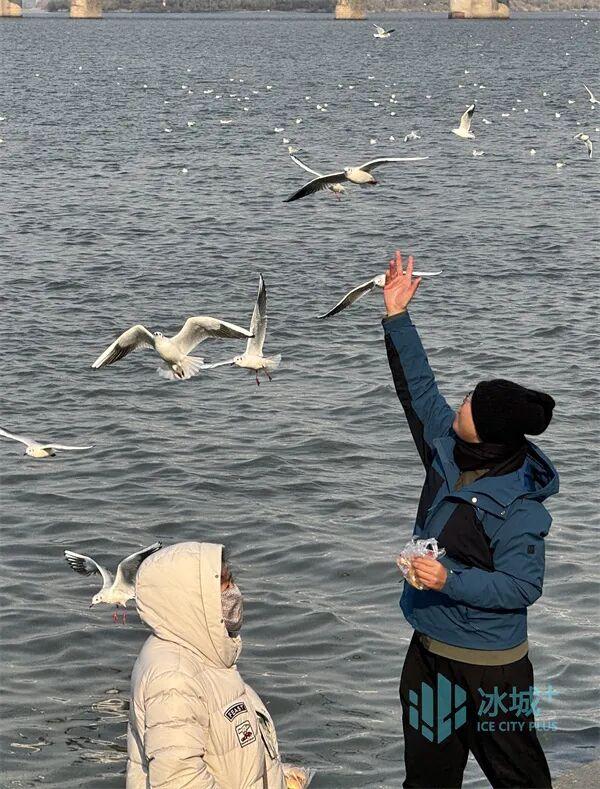 群鸥竞舞松花江 秋日暖阳绘美景