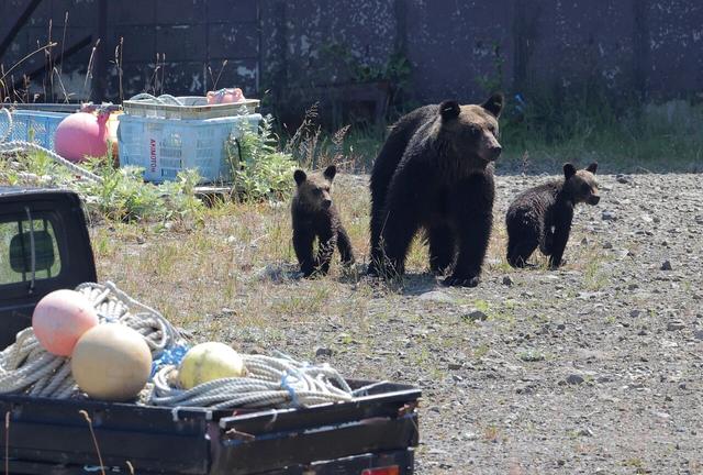 不敢去日本的游客，被现实版“熊出没”吓坏了