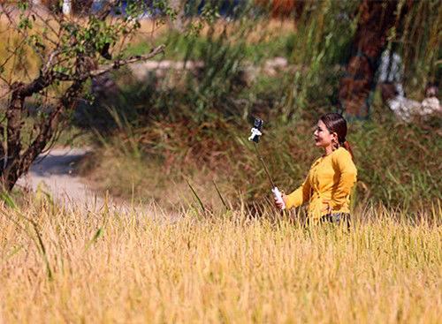 江宁佘村稻香吸引中外游客