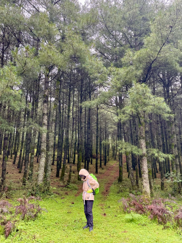 来盘龙大哨森林，我“氧”你啊！