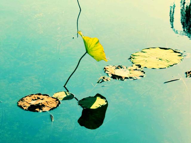 组图丨凉州植物园：一池荷叶半池秋