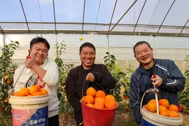 江西吉水：果冻橙喜丰收 游客采摘乐悠悠图片