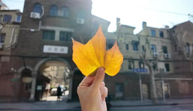 气温重回20℃！这个双休日，在愚园路的光影里，慢享秋日静好！→