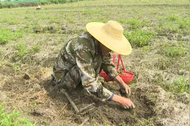 英山县温泉镇赤水冲村：种下“金豆子”  收获好“钱”景图片