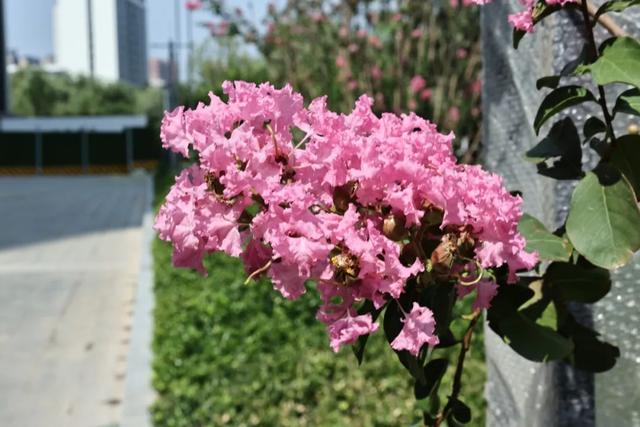 西安因你而美 | 夏日独占芳菲 紫薇花开正艳