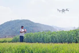 无人机飞防病虫在田间——大理州普及推广科技化种植管理手段图片