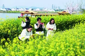 水乡湿地开启 春日油菜花节图片
