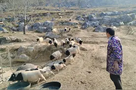 铜仁沿河：特色养殖拓宽群众致富路图片