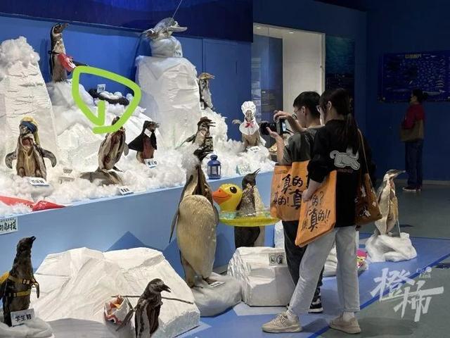 大连一博物馆10枚企鹅蛋遭破坏，博物馆：应该不是儿童 而是成年人