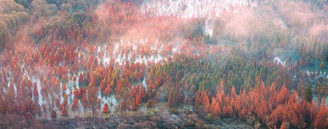 昆明甸尾村：多彩水杉护水源