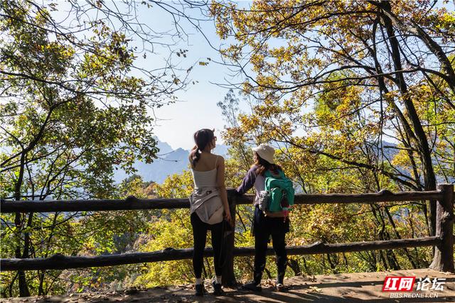 【每日一图@湖南】张家界暖冬限定！天子山暖阳沐峰林