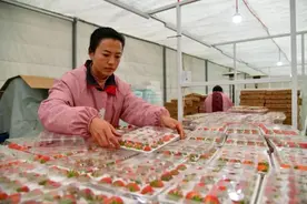 今冬草莓价格为何降了？图片